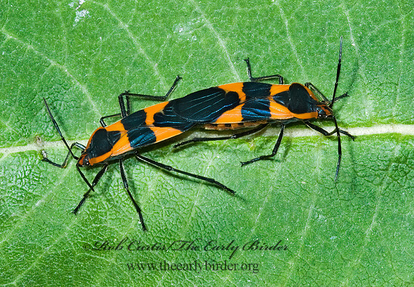 Oncopeltus fasciatus  LARGE MILKWEED BUG 5002119z