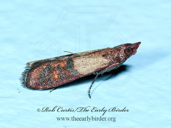 Plodia interpunctella   INDIAN MEAL MOTH 3014325z