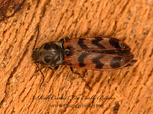 Pseudanostirus tigrinus  PROSTERNINI CLICK BEETLE 9058237z