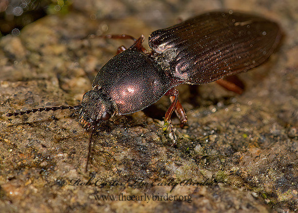 Selatosomus splendens  PROSTERNINI  CLICK BEETLE 9032961z