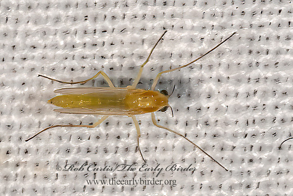 Pseudochironomus  CHIRONOMINAE MIDGE  3028421z