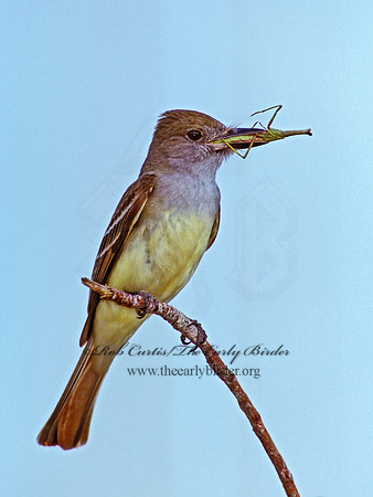Myiarchus crinitus  GREAT CRESTED FLYCATCHER 251329z