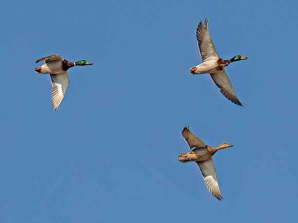 Anas platyrhynchos MALLARD 9093601z