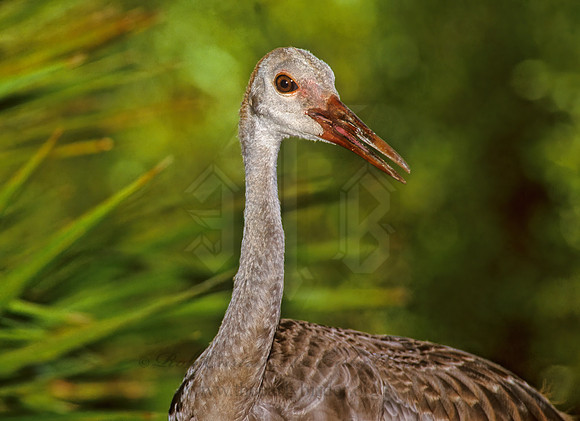 Grus canadensis  SANDHILL CRANE 273636z