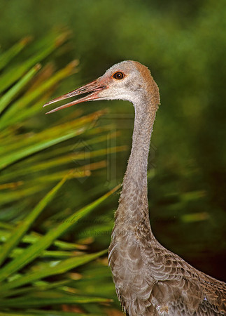 Grus canadensis  SANDHILL CRANE 273637z