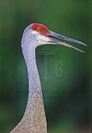 Grus canadensis  SANDHILL CRANE 273629z