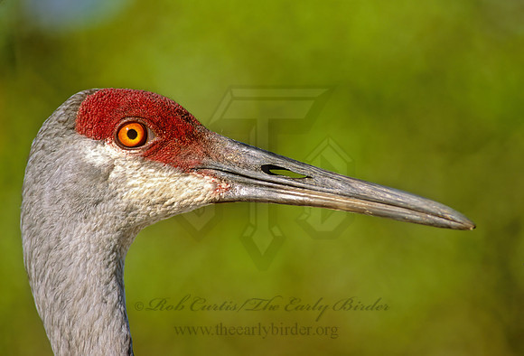 Grus canadensis  SANDHILL CRANE 273915z