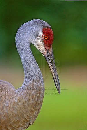 Grus canadensis  SANDHILL CRANE 273622z