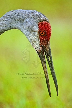 Grus canadensis  SANDHILL CRANE 273619z