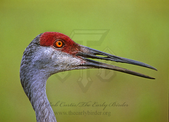 Grus canadensis  SANDHILL CRANE 273606z