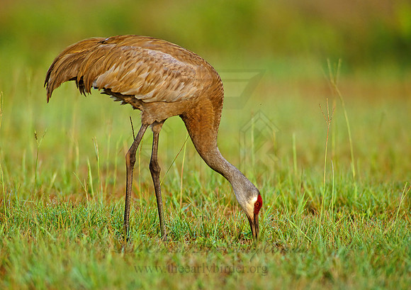 Grus canadensis  SANDHILL CRANE 255405z