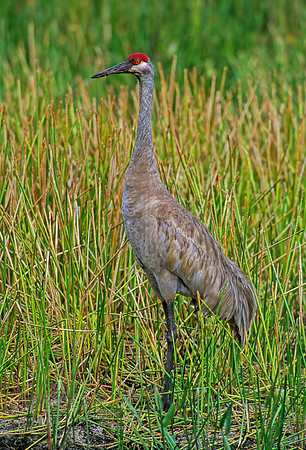 Grus canadensis  SANDHILL CRANE 254018z
