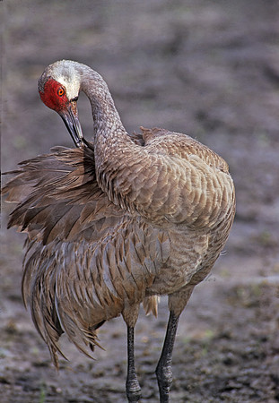 Grus canadensis  SANDHILL CRANE 253714z