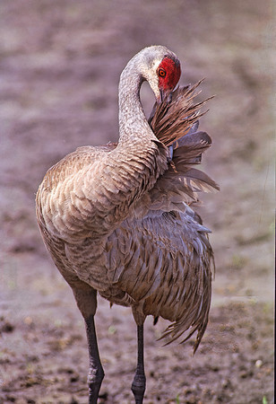 Grus canadensis  SANDHILL CRANE 253436z