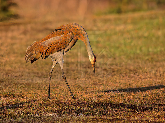 Grus canadensis  SANDHILL CRANE 237710z