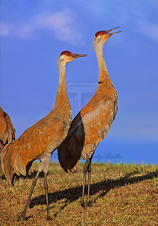Grus canadensis  SANDHILL CRANE 237629z
