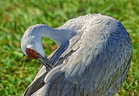 Grus canadensis  SANDHILL CRANE 213802z