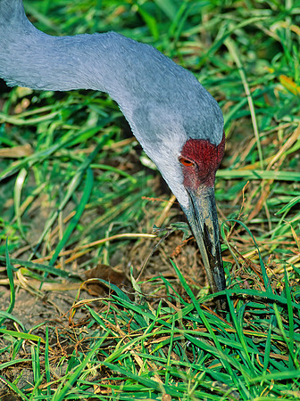 Grus canadensis  SANDHILL CRANE 213724z