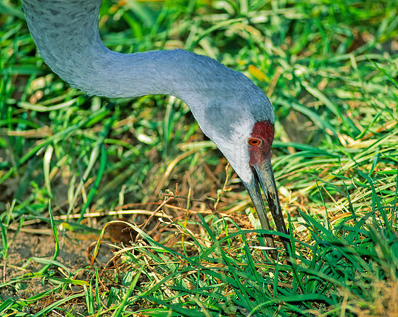 Grus canadensis  SANDHILL CRANE 213725z