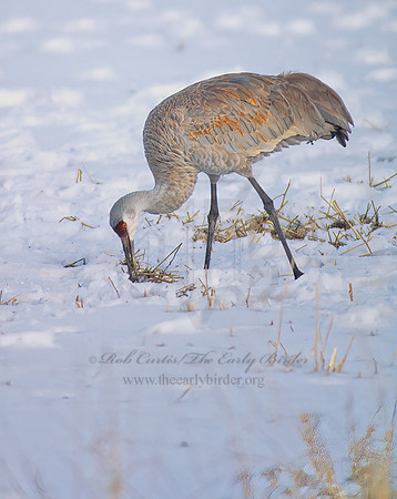 Grus canadensis  SANDHILL CRANE 120704z