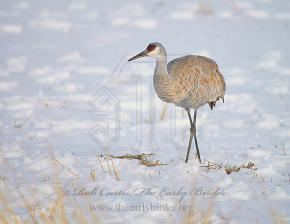 Grus canadensis  SANDHILL CRANE 120703z