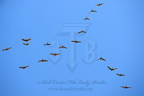 Grus canadensis  SANDHILL CRANE 9062911z