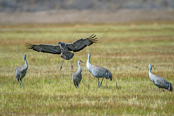 Grus canadensis  SANDHILL CRANE 9054710z