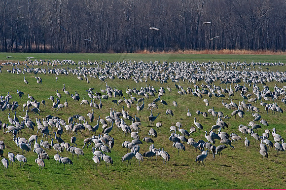 Grus canadensis  SANDHILL CRANE 8024822z