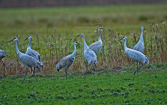 Grus canadensis  SANDHILL CRANE 5003178z