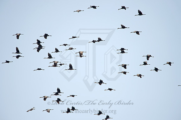 Grus canadensis  SANDHILL CRANE 9042543z