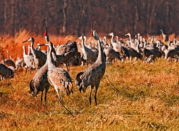 Grus canadensis  SANDHILL CRANE 3006112z