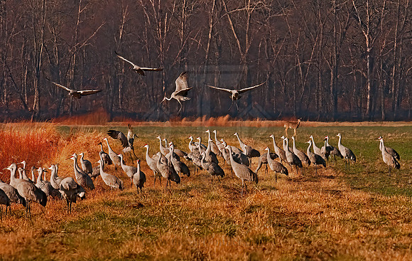 Grus canadensis  SANDHILL CRANE 3006014z
