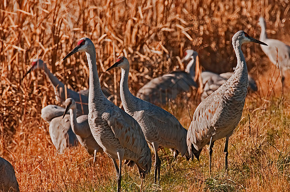 Grus canadensis  SANDHILL CRANE 3005868z