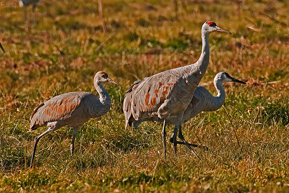 Grus canadensis  SANDHILL CRANE 3005852z