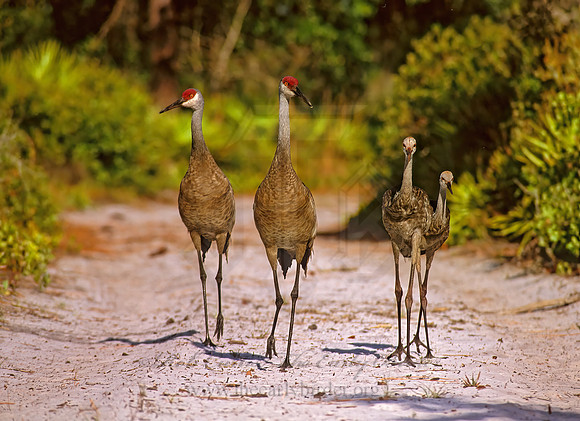 Grus canadensis  SANDHILL CRANE 273906z