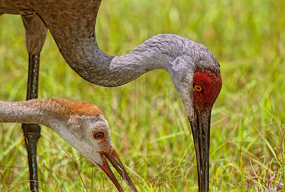 Grus canadensis  SANDHILL CRANE 273627z