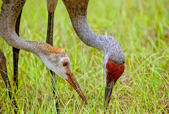 Grus canadensis  SANDHILL CRANE 273624z