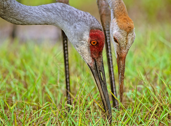 Grus canadensis  SANDHILL CRANE 273623z