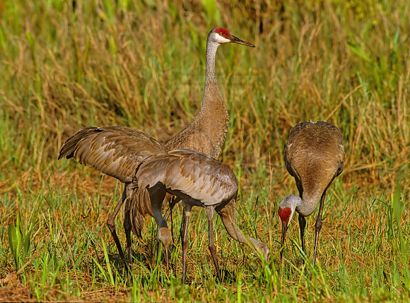 Grus canadensis  SANDHILL CRANE 255412z