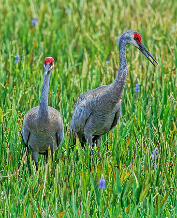 Grus canadensis  SANDHILL CRANE 254130z
