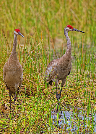 Grus canadensis  SANDHILL CRANE 253417`z