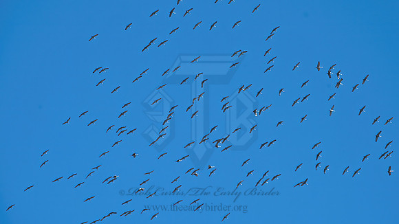 Grus canadensis  SANDHILL CRANE 1301105z