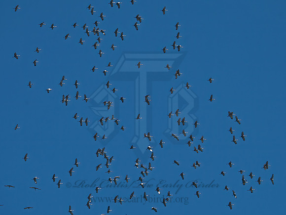 Grus canadensis  SANDHILL CRANE 1301104z