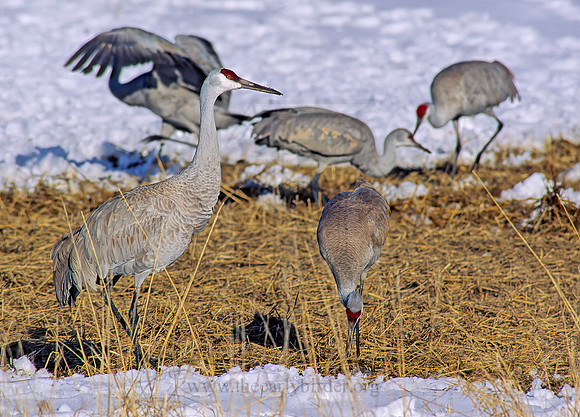 Grus canadensis  SANDHILL CRANE 120505z