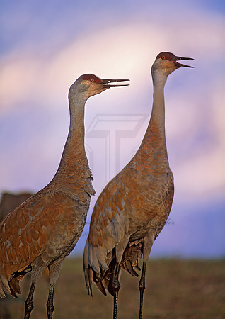 Grus canadensis  SANDHILL CRANE 237817z