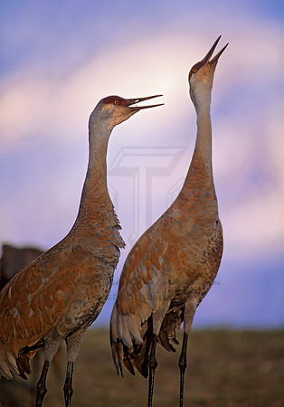Grus canadensis  SANDHILL CRANE 237816z
