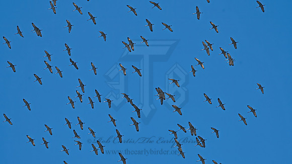 Grus canadensis  SANDHILL CRANE 1301098z