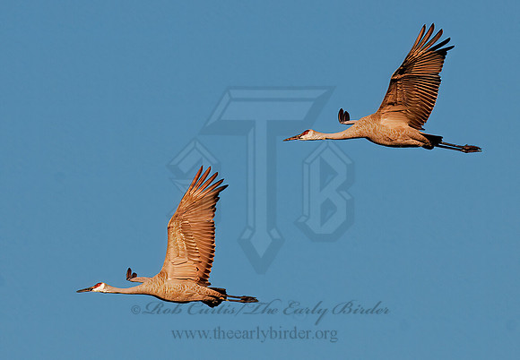 Grus canadensis  SANDHILL CRANE 3005699z