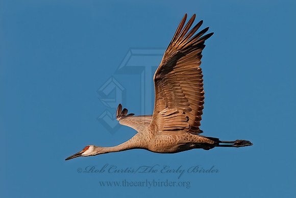 Grus canadensis  SANDHILL CRANE 3005703z