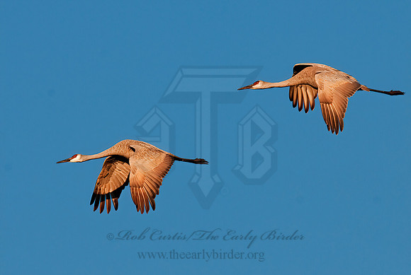 Grus canadensis  SANDHILL CRANE 3005702z